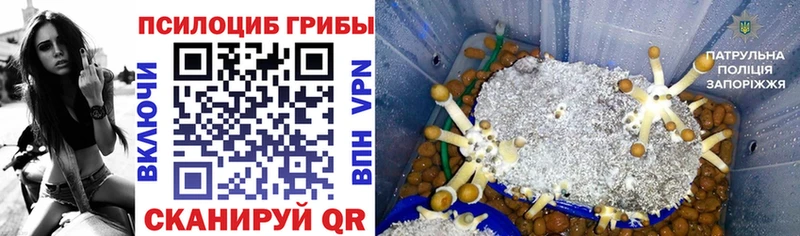 Купить  Кольчугино  Галлюциногенные грибы прущие грибы 